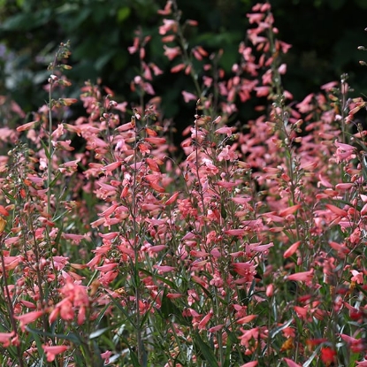 Picture of Penstemon - Barbatus Twizzle Coral